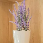 Laurel 公寓 迪斯诺